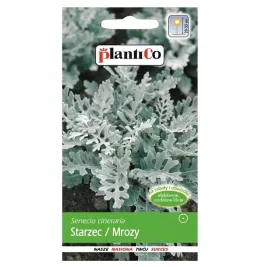 starzec-mrozy-02-g-pokryte-szronem-nasiona-plantico