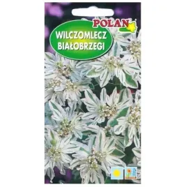 wilczomlecz-bialobrzegi-euphorbia-1g-nasiona-polan