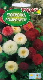 stokrotka-pomponette-mix-kolorow-nasiona-polan