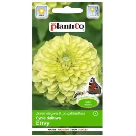 cynia-wytworna-daliowa-envy-nasiona-plantico