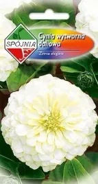 cynia-wytworna-daliowa-polar-bear-nasiona-spojnia