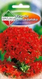 firletka-chalcedonska-czerwona-nasiona-05g-spojnia