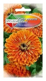 cynia-wytworna-daliowa-orange-king-nasiona-spojnia