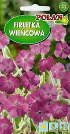 firletka-wiencowa-amarantowa-nasiona-1g-polan-nasiona