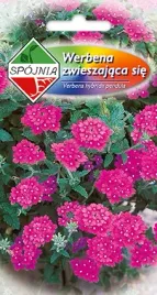 werbena-ogrodowa-roz-fiolet-nasiona-spojnia
