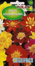 dalia-zmienna-kolnierzykowa-colloratte-dandy-polan-nasiona