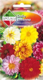 dalia-zmienna-mignon-mix-kolorow-nasiona-1g-spojnia