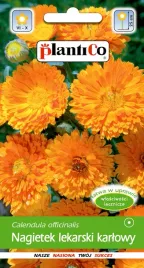 nagietek-lekarski-karlowy-niski-pomaranczowy-2g-nasiona-plantico