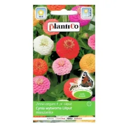 cynia-wytworna-liliput-wabi-motyle-nasiona-plantico