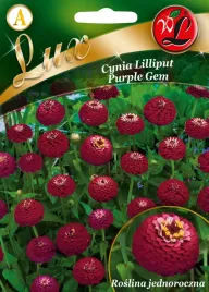 legutko-cynia-wytworna-liliput-purple-gem-purpurowa-nasiona