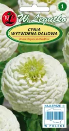 legutko-cynia-wytworna-daliowa-polar-bear-biala-nasiona