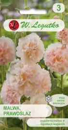 malwa-ogrodowa-lososiowa-prawoslaz-duze-pelne-kwiaty-nasiona-legutko