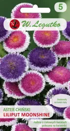 aster-liliput-moonshine-03-g-piekne-kwiaty-nasiona-legutko