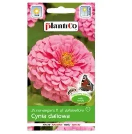 cynia-wytworna-daliowa-rozowa-illumination-nasiona-plantico