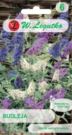 legutko-budleja-wabi-motyle-intensywny-zapach-motyli-nasiona