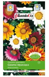 gazania-blyszczaca-mieszanka-nasiona-kwiatow-03g-plantico
