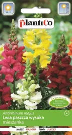 lwia-paszcza-wysoka-mieszanka-nasiona-plantico