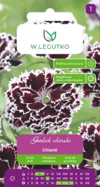 gozdzik-chinski-chianti-winnobordowo-bialy-01g