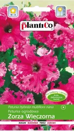 petunia-ogrodowa-rozowa-zorza-wieczorna-obficie-kwitnaca-nasiona-plantico