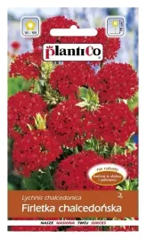 firletka-chalcedonska-czerwona-nasiona-plantico