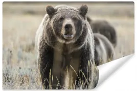 fototapeta-grizzly-pole-trawa-natura-w-3d-450x300