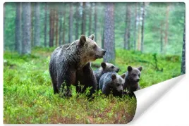 fototapeta-niedzwiedzica-mlode-las-natura-450x300
