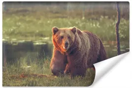 fototapeta-niedzwiedz-trawa-bagna-natura-450x300