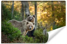 fototapeta-niedzwiedzie-natura-las-dekor-450x300