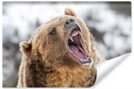 fototapeta-mis-grizzly-kly-natura-snieg-3d-400x280