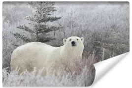 fototapeta-do-salonu-niedzwiedz-polarny-3d-450x300