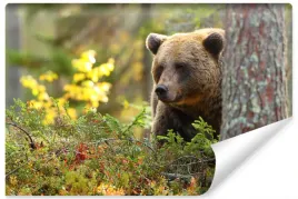 fototapeta-do-biura-grizzly-las-natura-3d-400x280