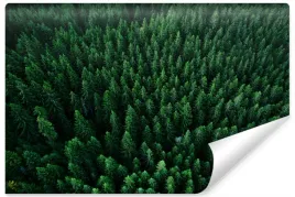 fototapeta-widok-z-lotu-ptaka-na-drzewa-3d-450x300