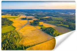 fototapeta-pola-drzewa-widok-z-lotu-ptaka-450x300