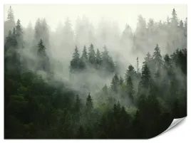 fototapeta-do-salonu-sypialni-las-we-mgle-krajobraz-pejzaz-natura-315x210