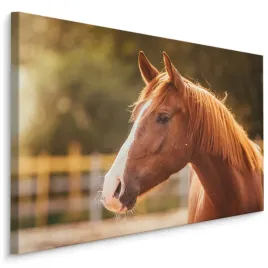 obraz-do-salonu-kon-zielen-slonce-przyroda-120x80