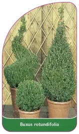 etykiety-do-roslin-z-gumka-buxus-rotundifolia