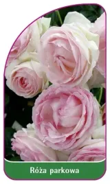 etykiety-z-gumka-do-roslin-roza-parkowa-nr-401