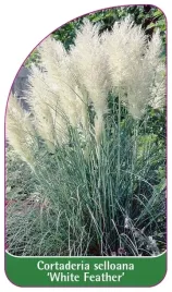 etykiety-z-gumka-cortaderia-selloana-white-feahter