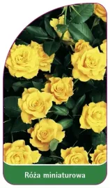 etykiety-z-gumka-do-roslin-roza-miniaturowa