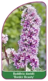 etykiety-z-gumka-buddleia-davidii-border-beauty