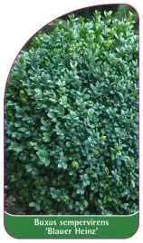etykiety-z-gumka-buxus-sempervirens-blauer-heinz