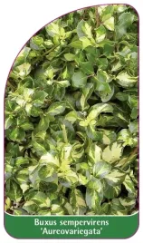 etykiety-z-gumka-buxus-sempervirens-aureovariegata