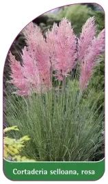 etykiety-z-gumka-cortaderia-selloana-rosa