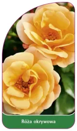 etykiety-z-gumka-do-roslin-roza-okrywowa-nr-295