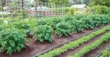 linia-kroplujaca-16-33-100mb-kod-producenta-775