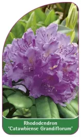 etykiety-rhododendron-catawbiense-grandiflorum