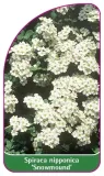 etykiety-do-roslin-spiraea-nipponica-snowmound