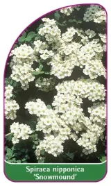 etykiety-do-roslin-spiraea-nipponica-snowmound