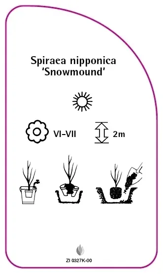 etykiety-do-roslin-spiraea-nipponica-snowmound