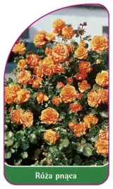 etykiety-do-roslin-z-gumka-roza-pnaca